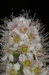 White meadowsweet